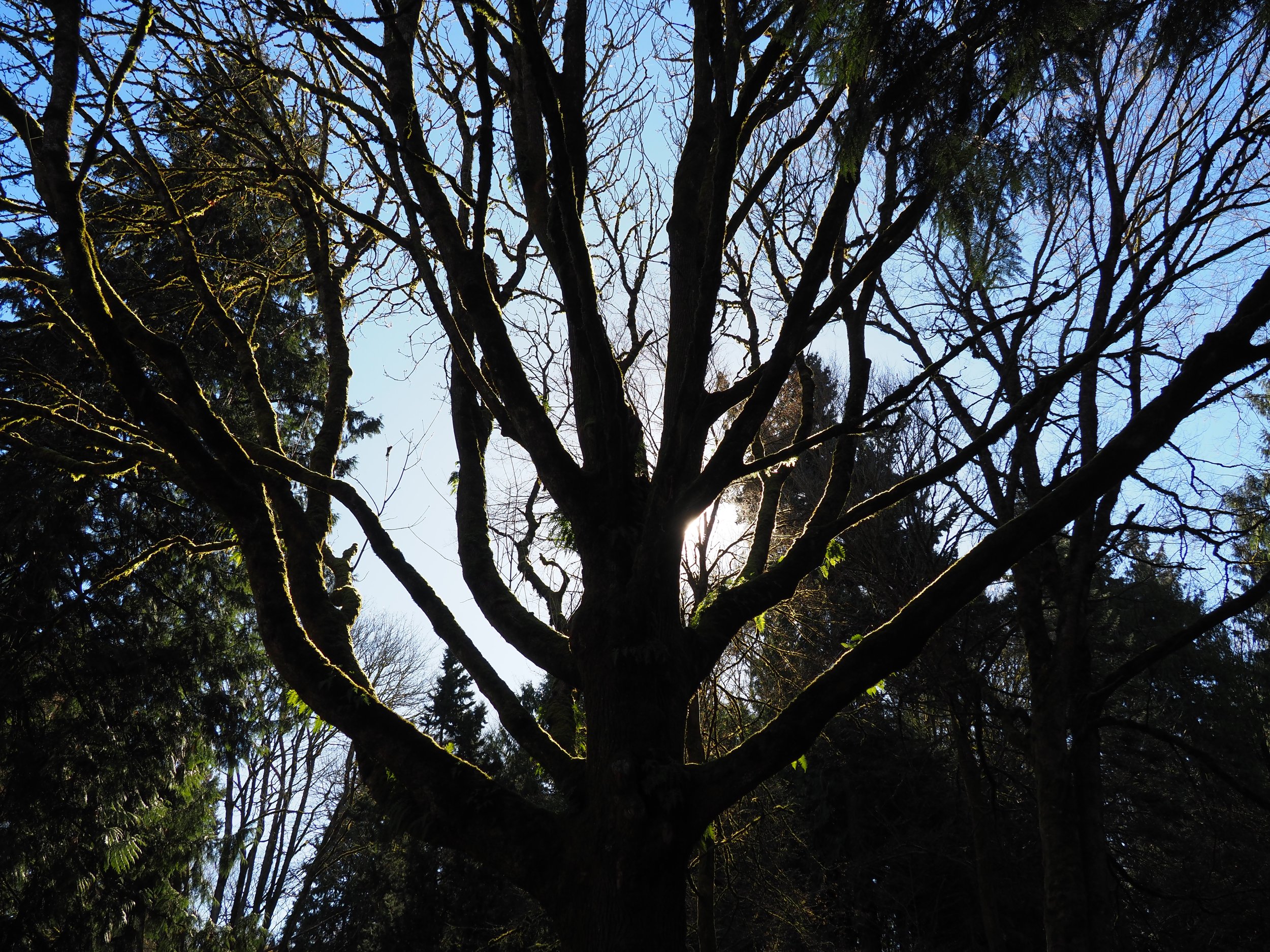 Arboretum 2