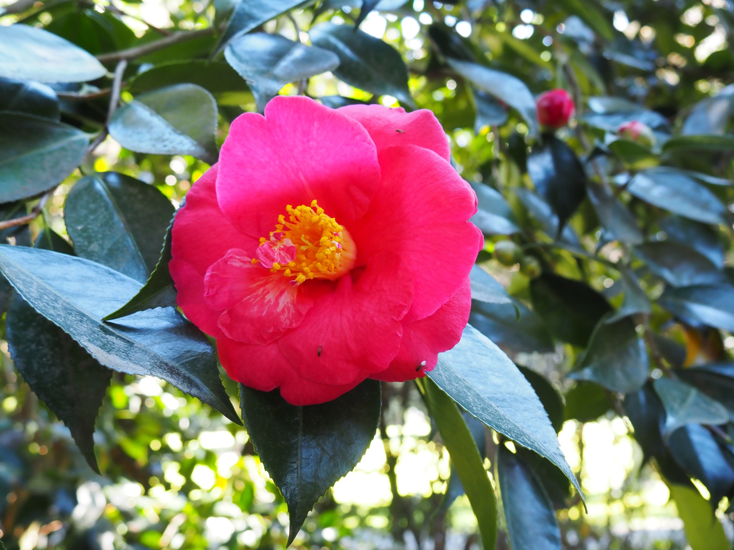 Arboretum 4