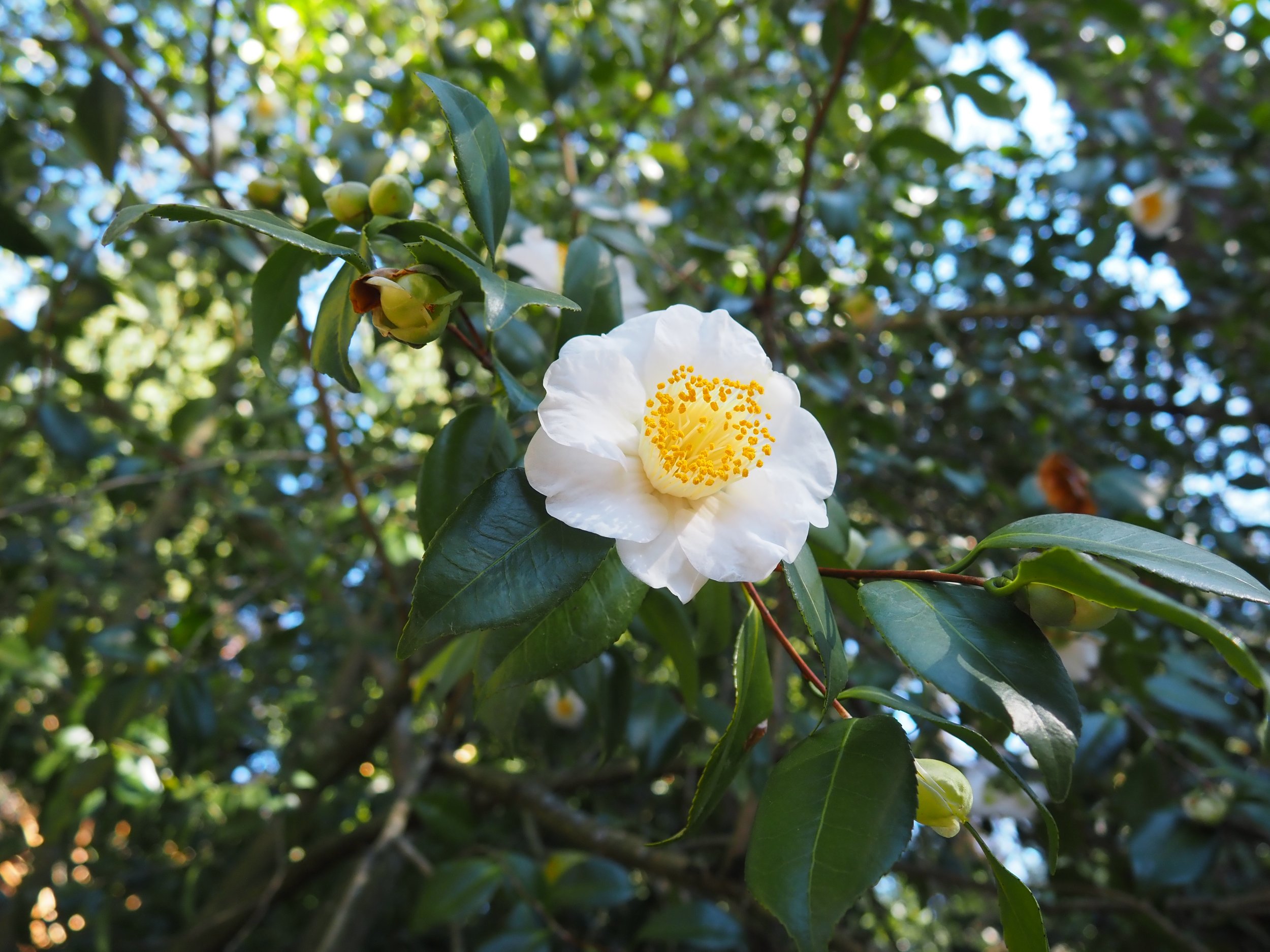 Arboretum 5
