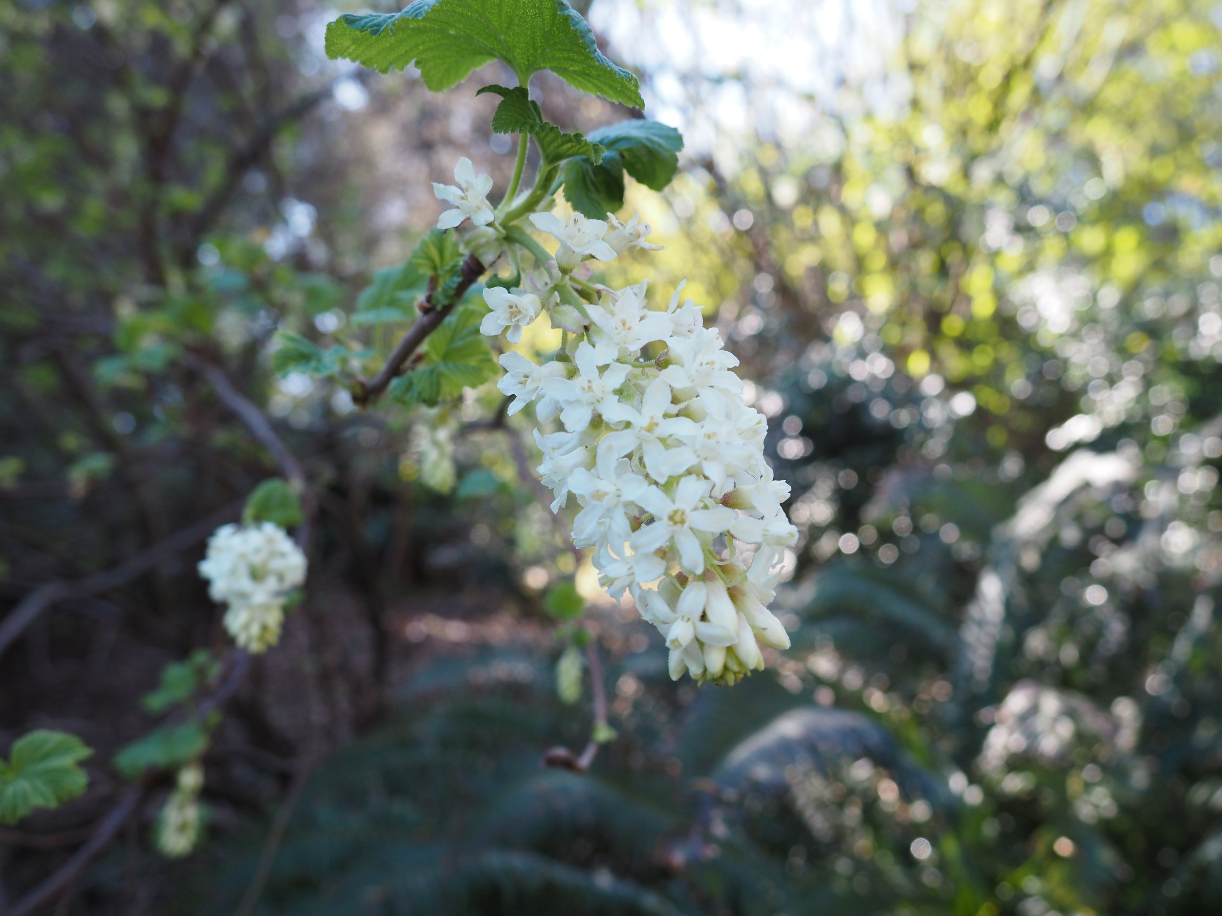 Seattle Arboretum