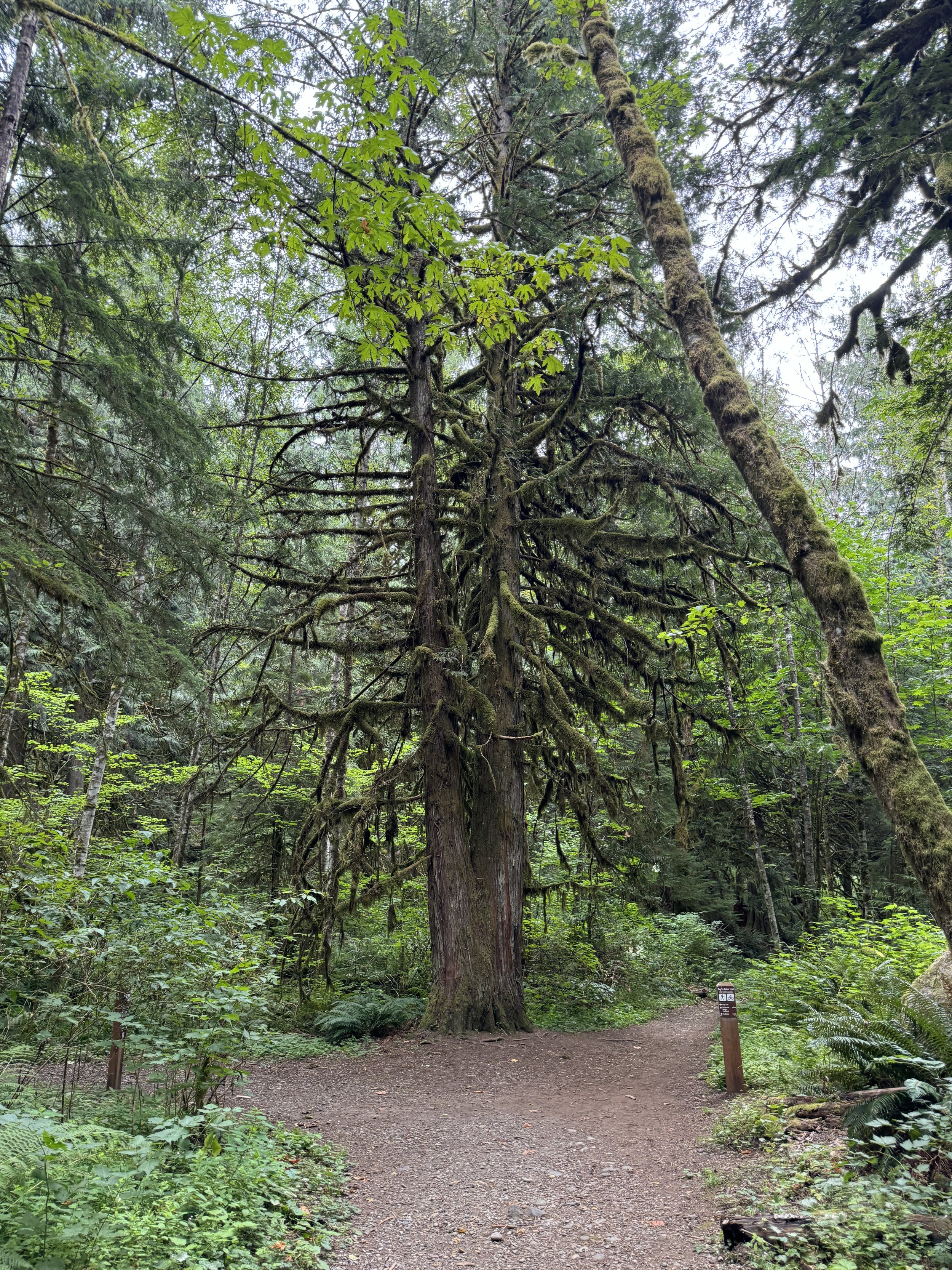 Mount Baker 3